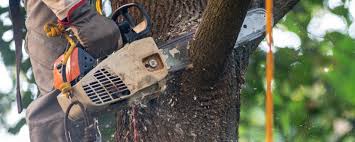 Best Emergency Tree Removal  in East Basin, UT