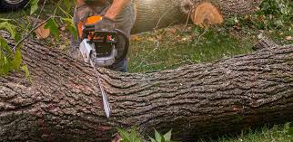 Lawn Maintenance Plans in East Basin, UT