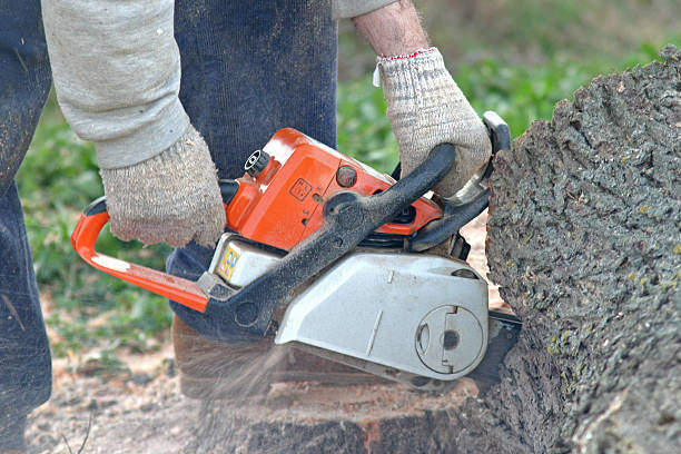 Best Commercial Tree Services  in East Basin, UT