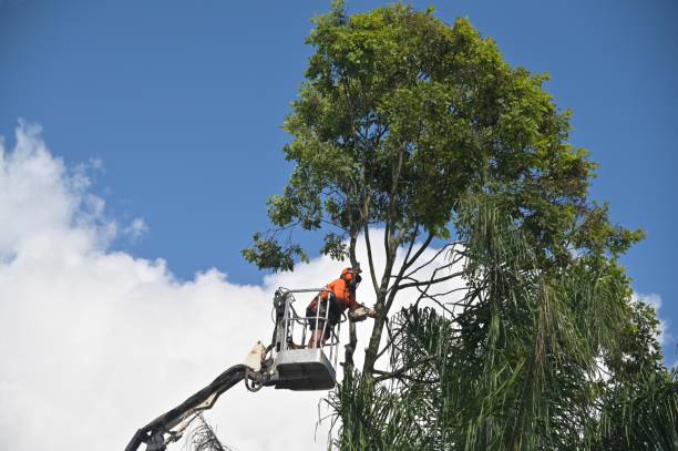 Best Hazardous Tree Removal  in East Basin, UT