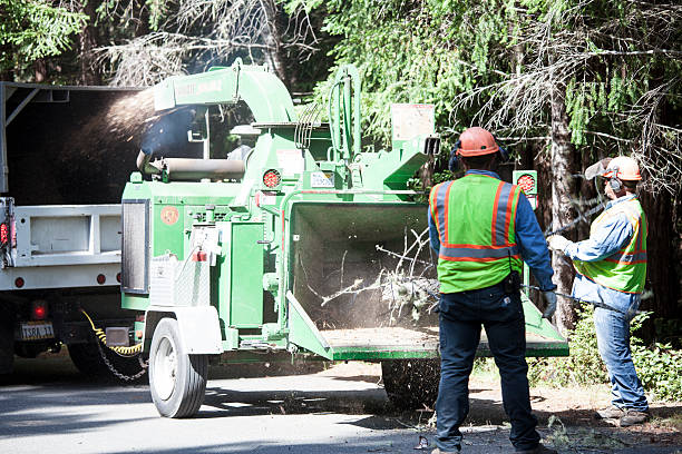 Best Tree Trimming and Pruning  in East Basin, UT