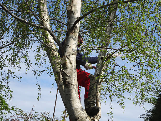 Trusted East Basin, UT Tree Care Experts